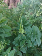 Erodium