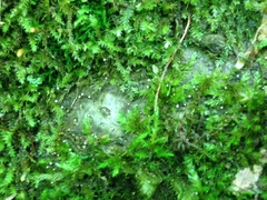 Dictyocatenulata alba