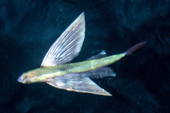 Cypselurus oligolepis