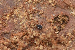 Sminthurinus quadrimaculatus