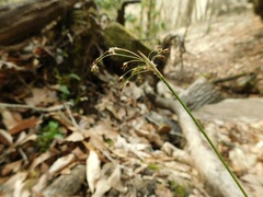 Luzula acuminata carolinae