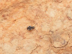 Sminthurinus quadrimaculatus