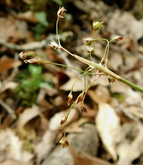 Luzula acuminata carolinae