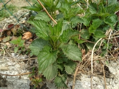Urtica dioica