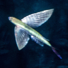 Cypselurus oligolepis