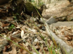 Luzula acuminata carolinae