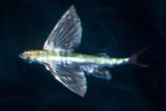 Cypselurus oligolepis