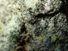 Chaenotheca trichialis