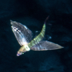 Cypselurus oligolepis