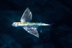 Cypselurus oligolepis