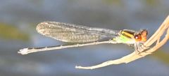 Pseudagrion apicale