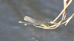 Pseudagrion apicale