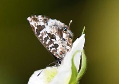 Cacyreus darius