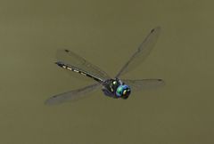 Hemicordulia similis