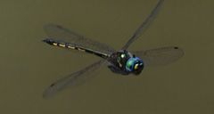 Hemicordulia similis