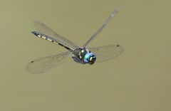 Hemicordulia similis