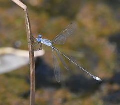 Lestes simulatrix