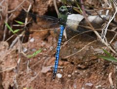 Anax tumorifer
