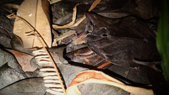 Eutropis multifasciata