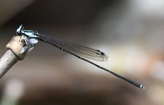 Proplatycnemis pseudalatipes