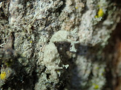 Ramalina baltica