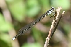 Pseudagrion malgassicum