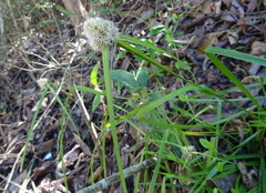Rhynchospora cephalotes