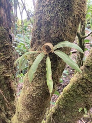 Elaphoglossum paleaceum