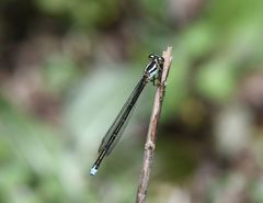 Pseudagrion malgassicum