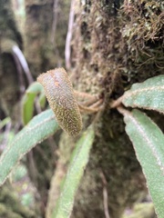 Elaphoglossum paleaceum