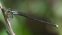 Pseudagrion malgassicum