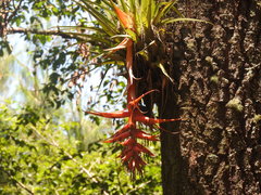 Tillandsia violacea