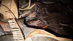 Eutropis multifasciata