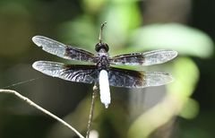 Thermorthemis madagascariensis