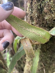 Elaphoglossum paleaceum