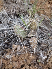 Opuntia × columbiana