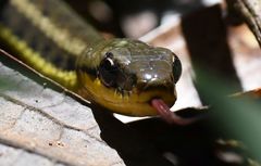 Thamnosophis epistibes