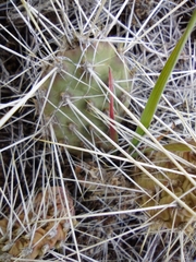 Opuntia × columbiana