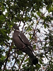Columba palumbus palumbus