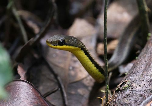 Eastern Madagascar Water Snake