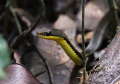 Thamnosophis epistibes