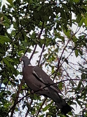 Columba palumbus palumbus