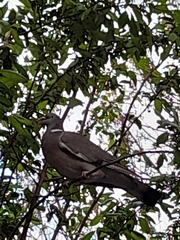 Columba palumbus palumbus