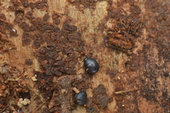 Caerosternus americanus