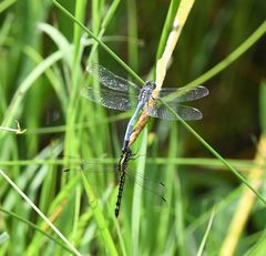 Orthetrum icteromelas