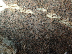 Pseudoschismatomma rufescens