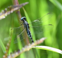 Acisoma attenboroughi