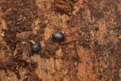 Caerosternus americanus