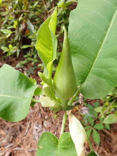 Ashe's magnolia (Magnolia ashei)