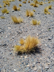 Festuca chrysophylla